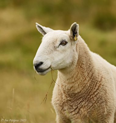 Sheep in the Highlands