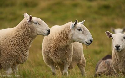 Sheep in the Highlands