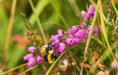 White-tailed Bumblebee on Bell Heather