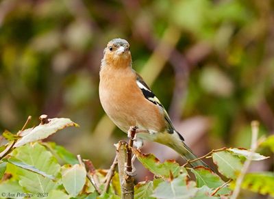 Common Chaffinch