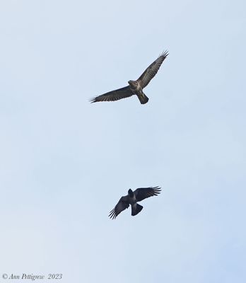 Common Buzzard and Hooded Crow