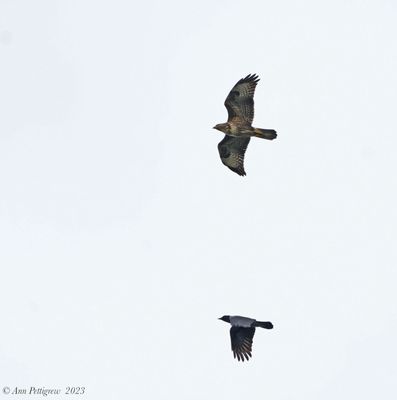 Common Buzzard and Hooded Crow