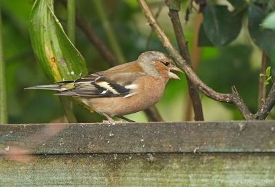 Common Chaffinch