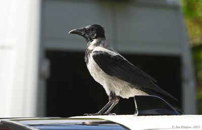 Hooded-Crow---Dunvagen---Skye---DSC04240.jpg