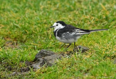 White Wagtail