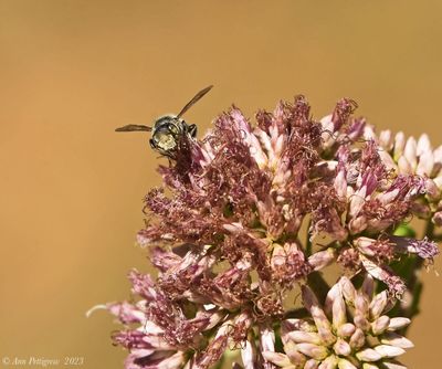 Bee on Joe-Pye Weed