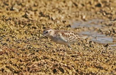 Least Sandpiper--CSP---DSC04674.jpg