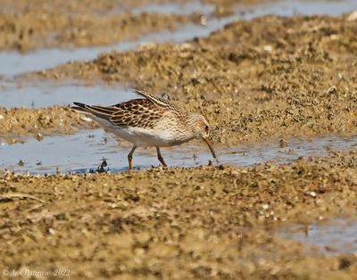 Least Sandpiper