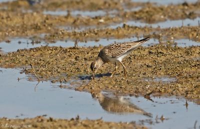 Pectoral Sandpiper