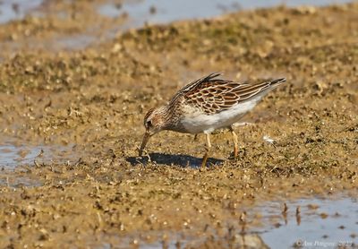 Pectoral Sandpiper