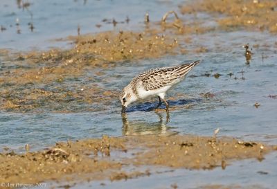 Semipalmated Sandpiper