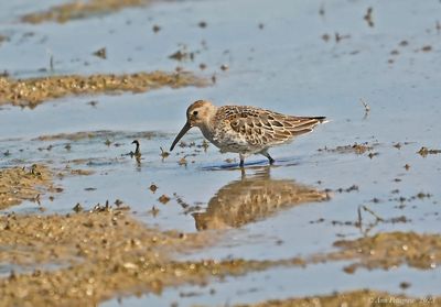 Dunlin