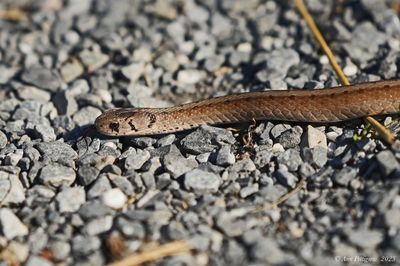 DeKay�s Brown Snake