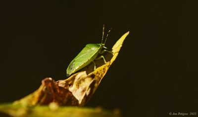 Common Green Stink Bug