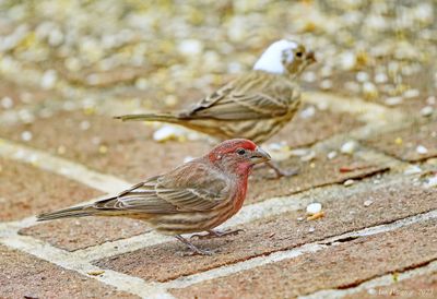 Male House Finch with Leucistic Female