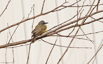 Tropical Kingbird