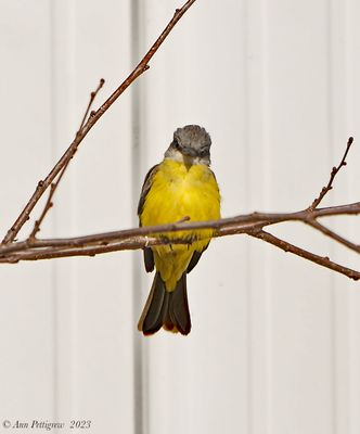 Tropical Kingbird