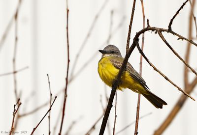 Tropical Kingbird