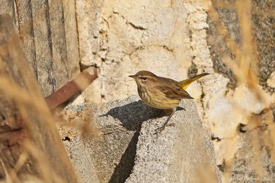 Palm Warbler