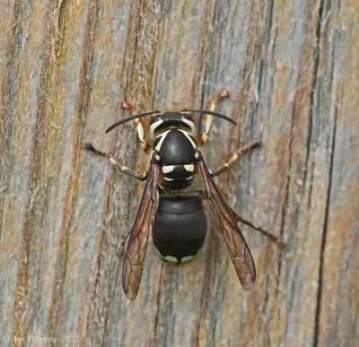 Bald-faced Hornet collecting Wood