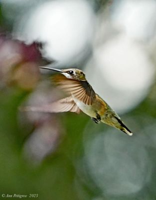 Ruby-throated Hummingbird