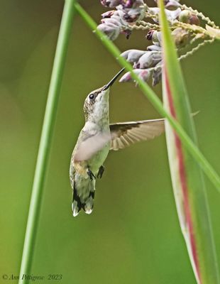 Ruby-throated Hummingbird