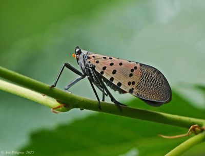 Spotted Lanternfly 