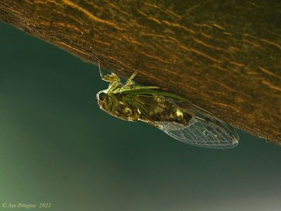 Cicada (Possible Silver-bellied)