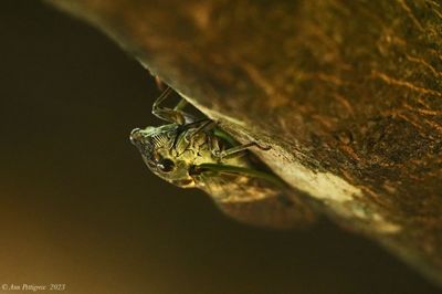 Cicada (Possible Silver-bellied)