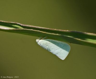 Northern Flatid Planthopper