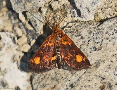 Orange Mint Moth