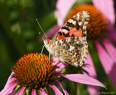 Painted Lady