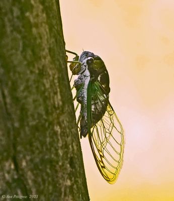Cicada (Possible Silver-bellied)