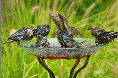 Brown-headed Cowbirds