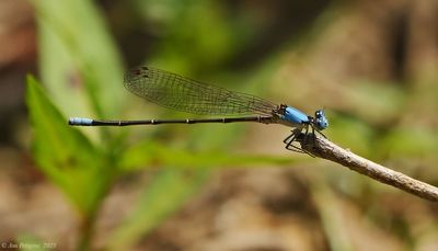 Blue-fronted Dancer - male