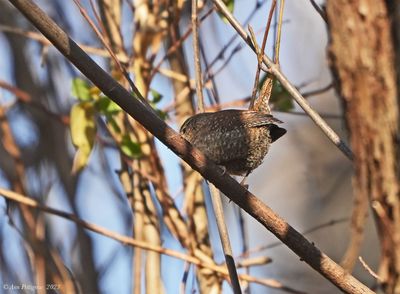 Winter Wren
