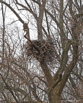 Bald Eagle at Nest