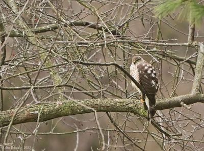 Sharp-shinned Hawk