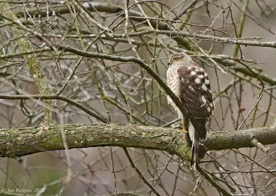 Sharp-shinned Hawk