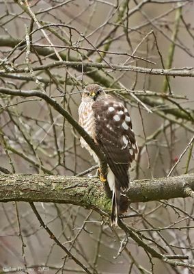 Sharp-shinned Hawk