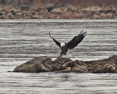 Bald Eagle