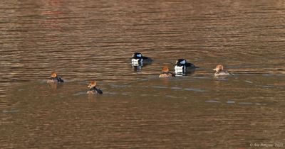 Hooded Mergansers