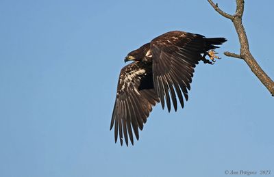 Bald Eagle