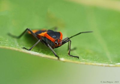 Large Milkweed Bug