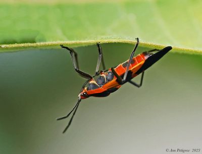 Large Milkweed Bug