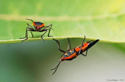 Large Milkweed Bugs