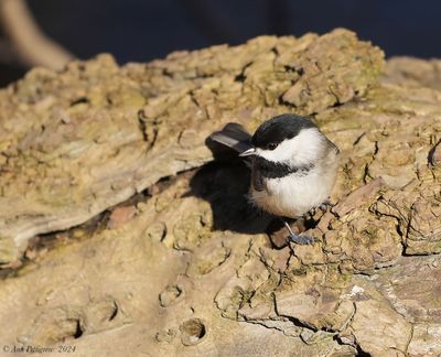 Carolina Chickadee