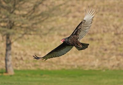 Turkey Vulture