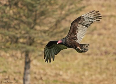 Turkey Vulture