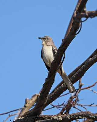 Northern Mockingbird